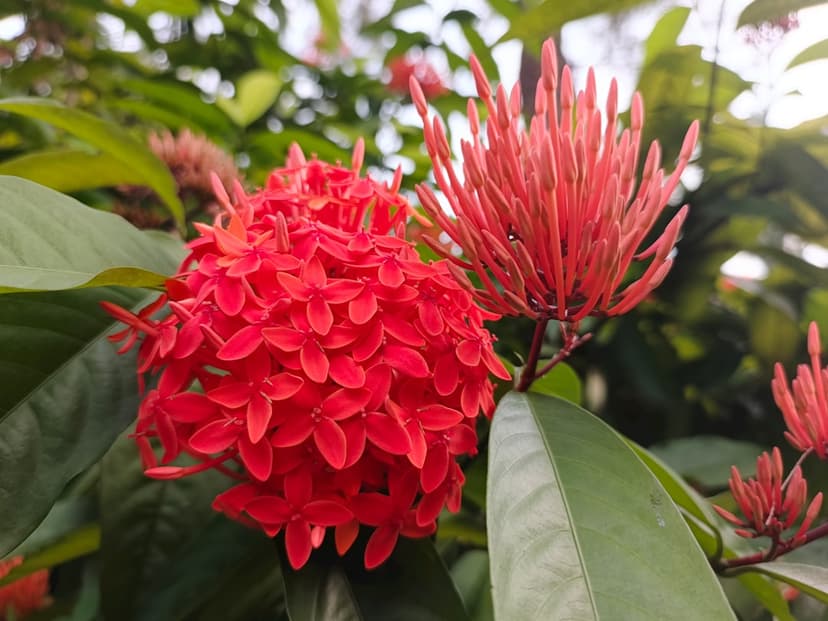 Tropical flowers and spring-like climate in Ecuador